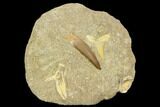 Fossil Plesiosaur, Shark Shark Tooth & Fish Verts - Morocco #119669-1